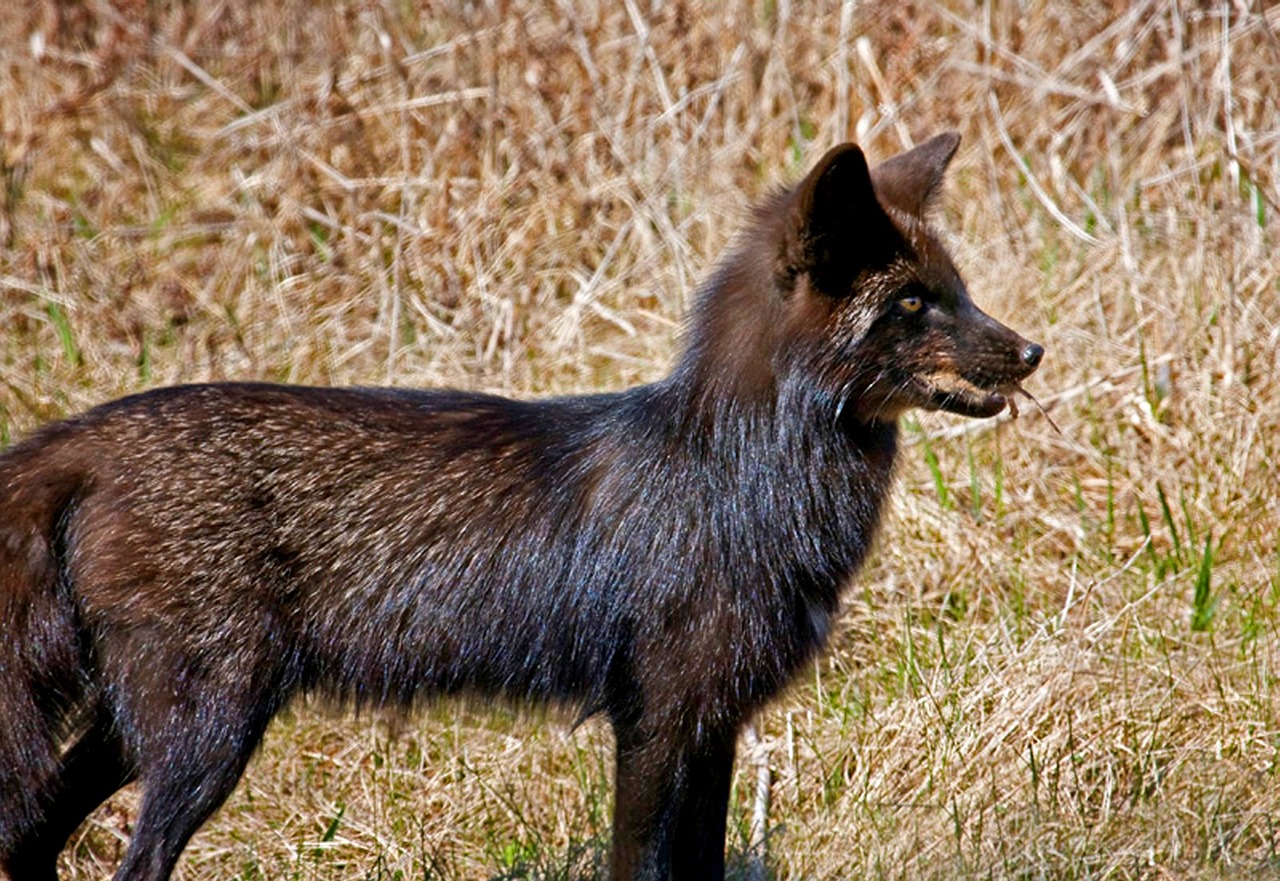 fox canine animal free photo