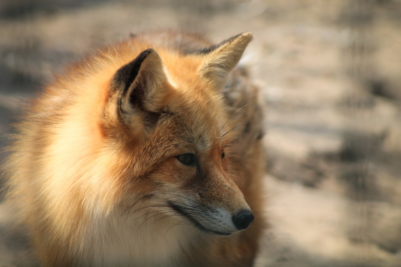 fox red fox tűzróka free photo