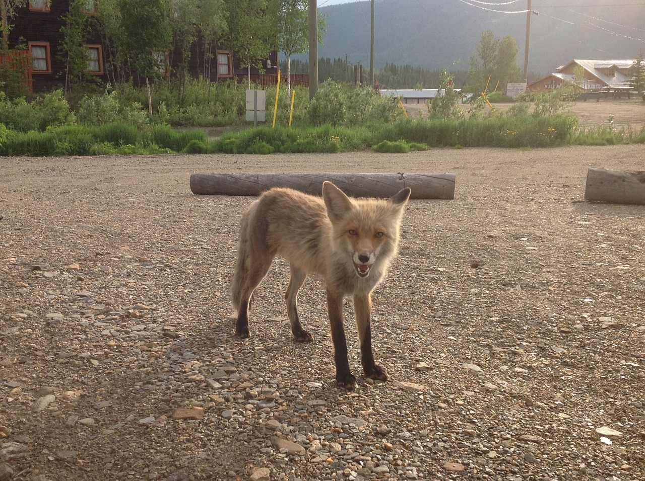 fox yukon summer free photo