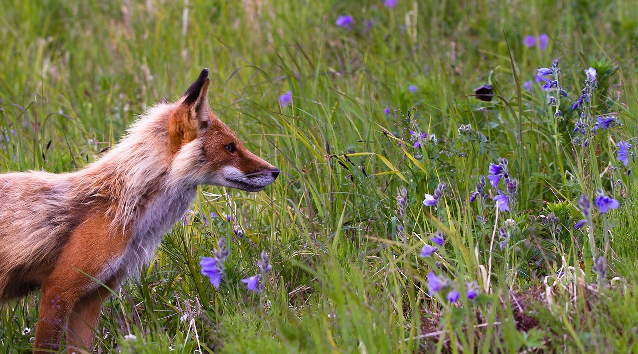 fox wildlife animal free photo