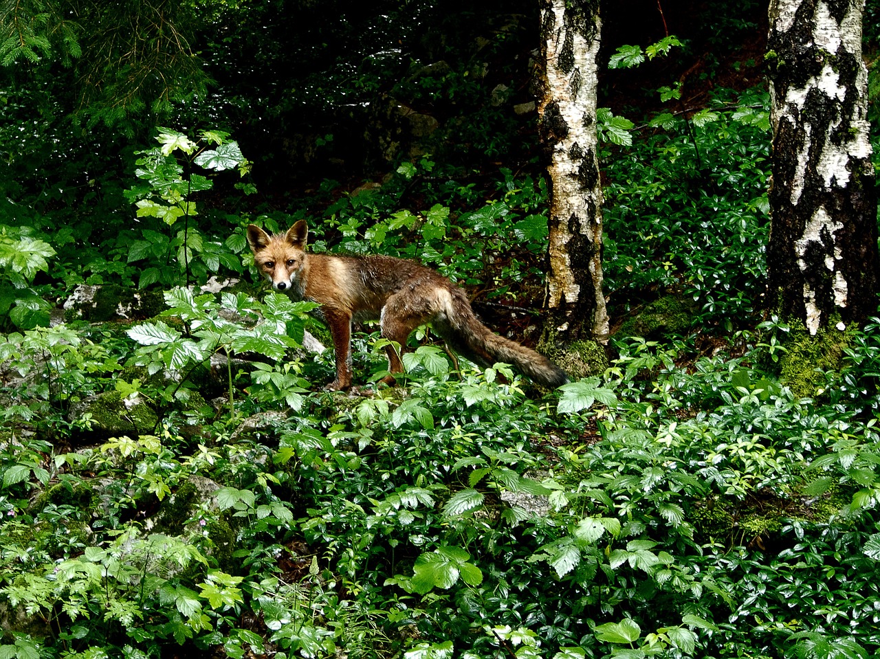 fox forest animal free photo