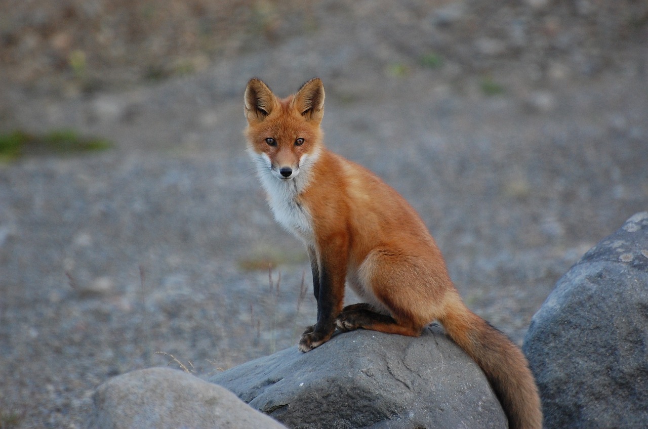 fox wildlife nature free photo