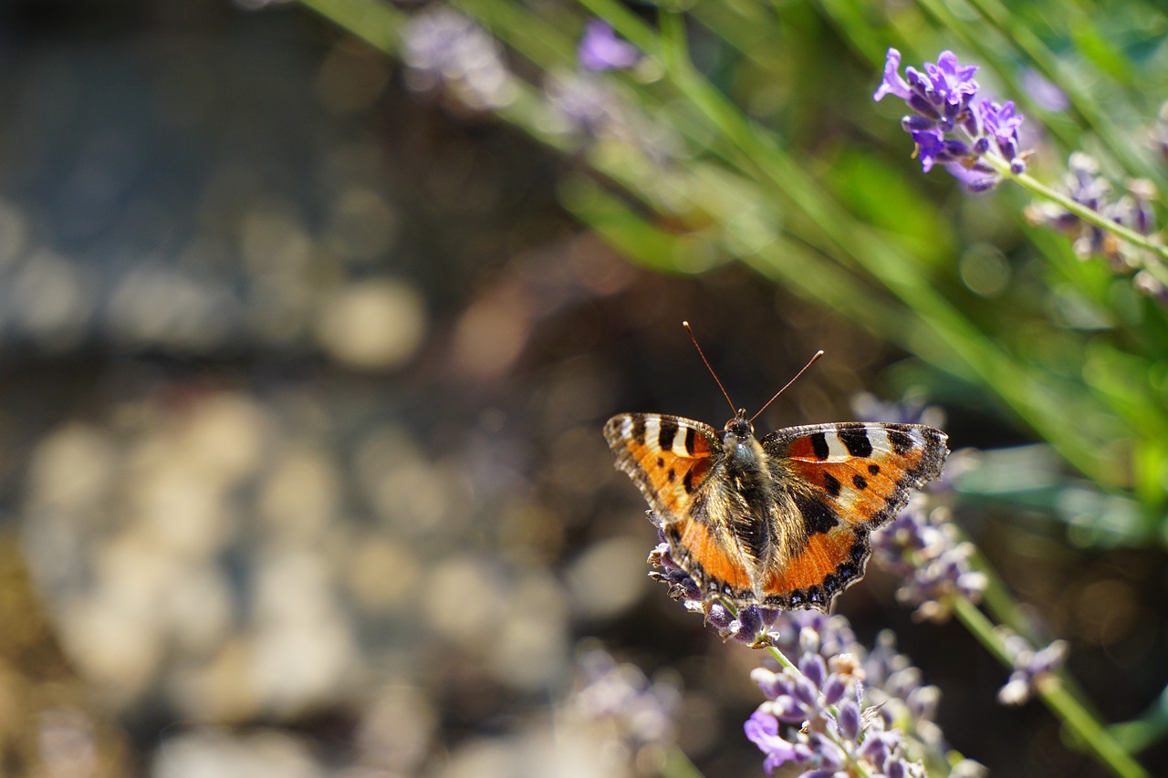 fox butterfly  butterfly  insect free photo