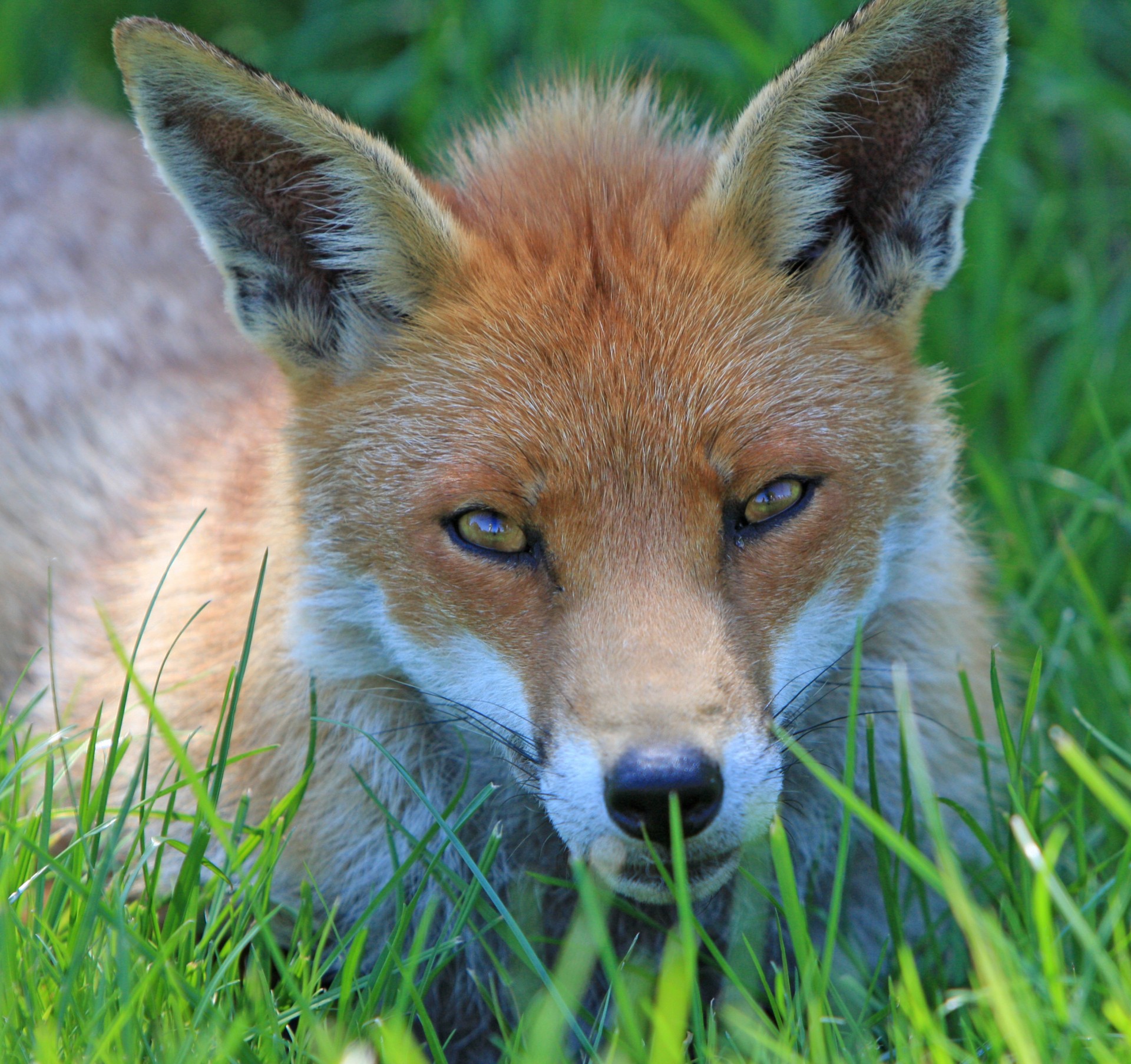 fox red fox red free photo
