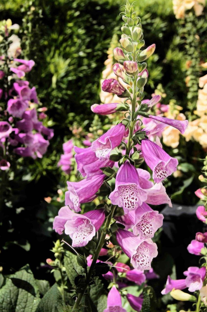 fox glove purple garden flower free photo