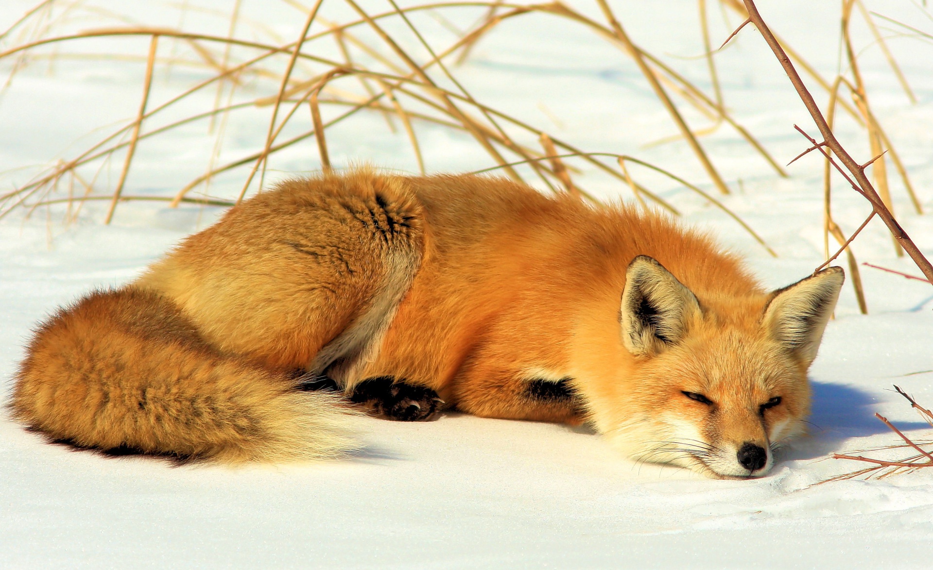 Огнёвка Вятская лиса. Лис лежит. Рыжая лиса во сне