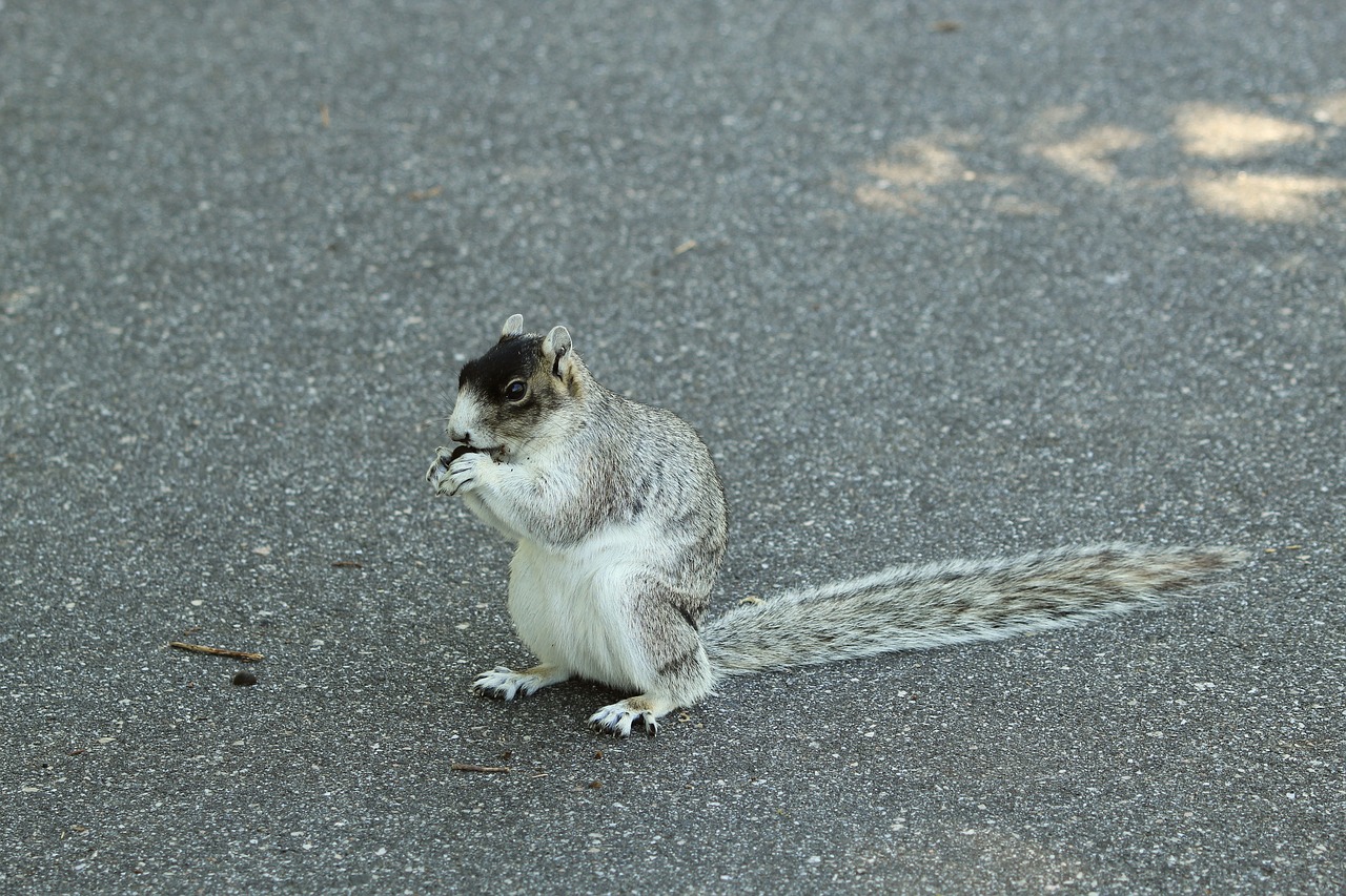 fox squirrel  rodent  nature free photo