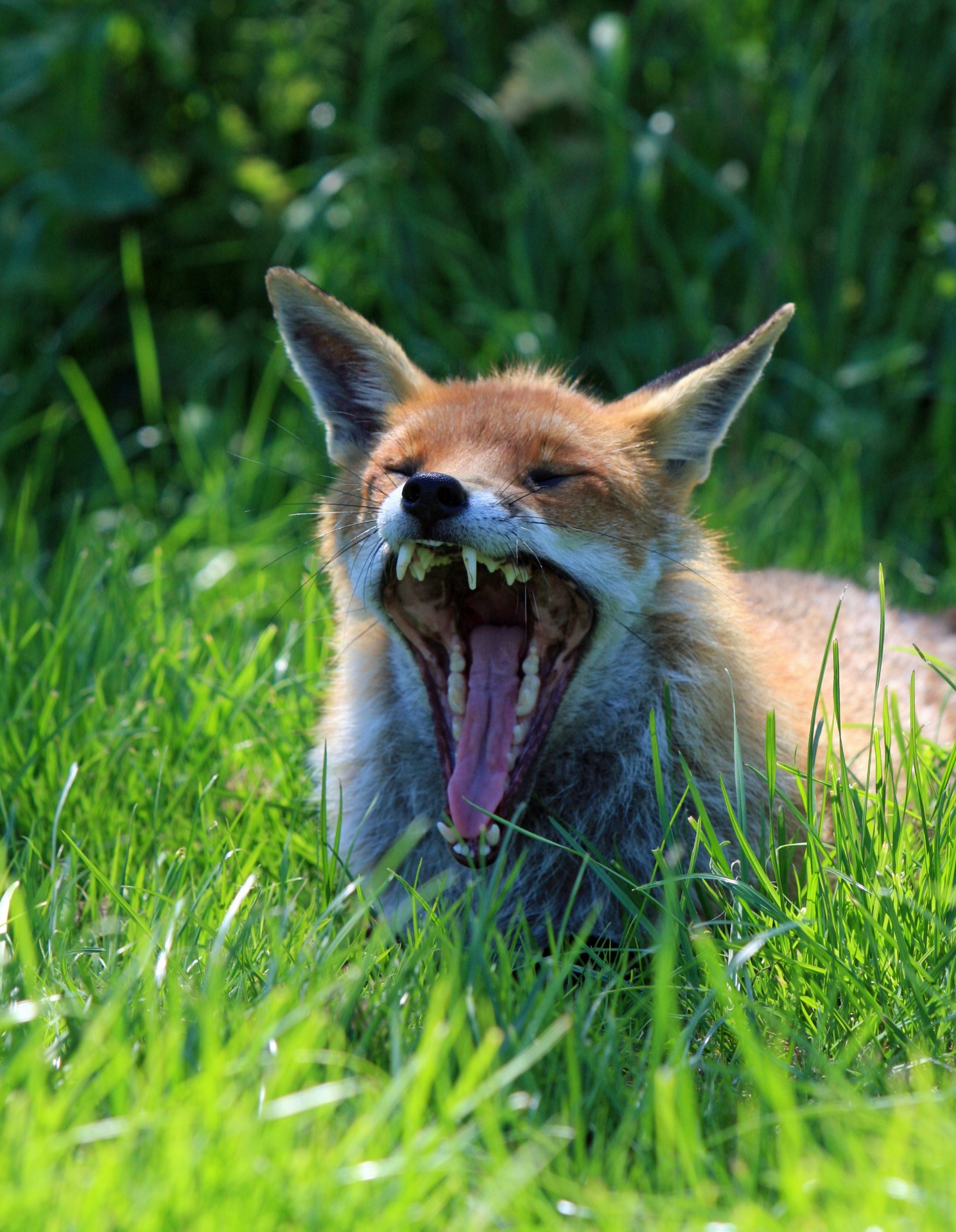 Long fox. Лиса. Лисьи зубы. Лиса зевает. Дикая лиса.