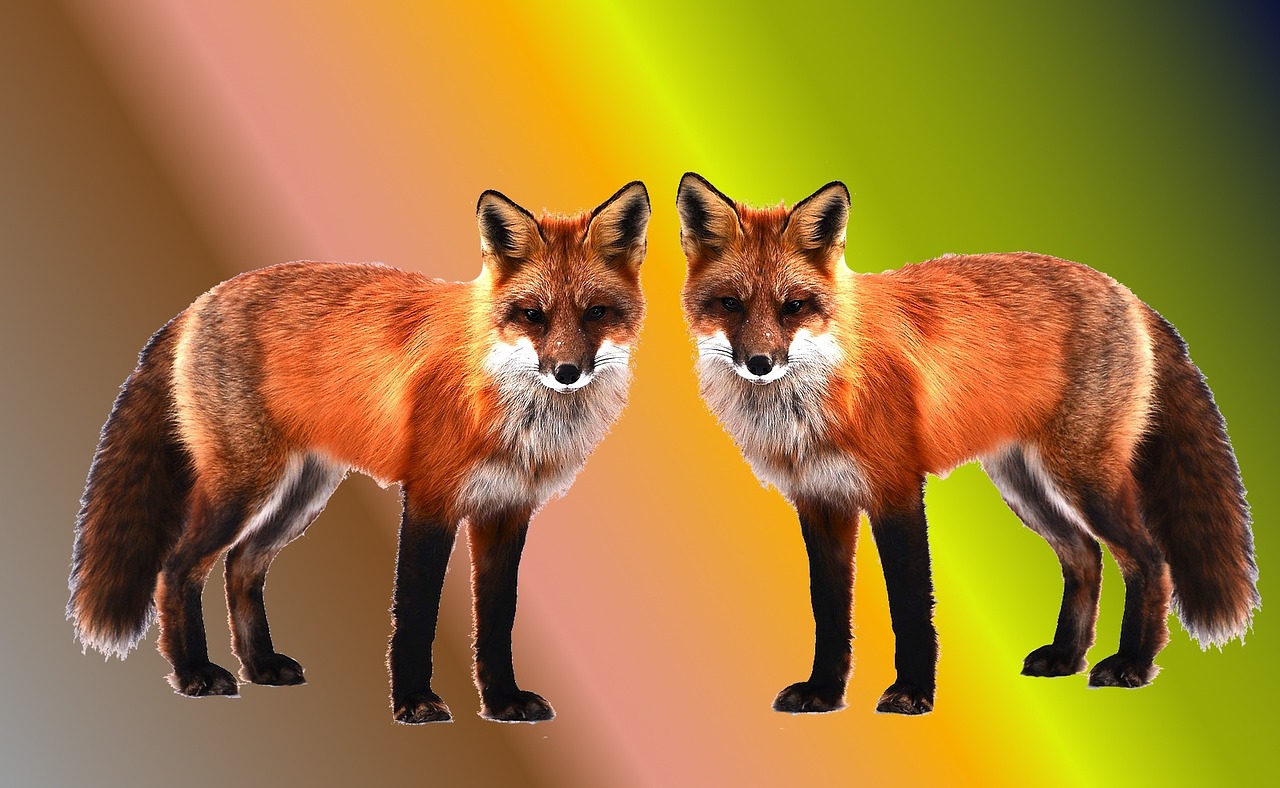 foxes wallpaper background free photo