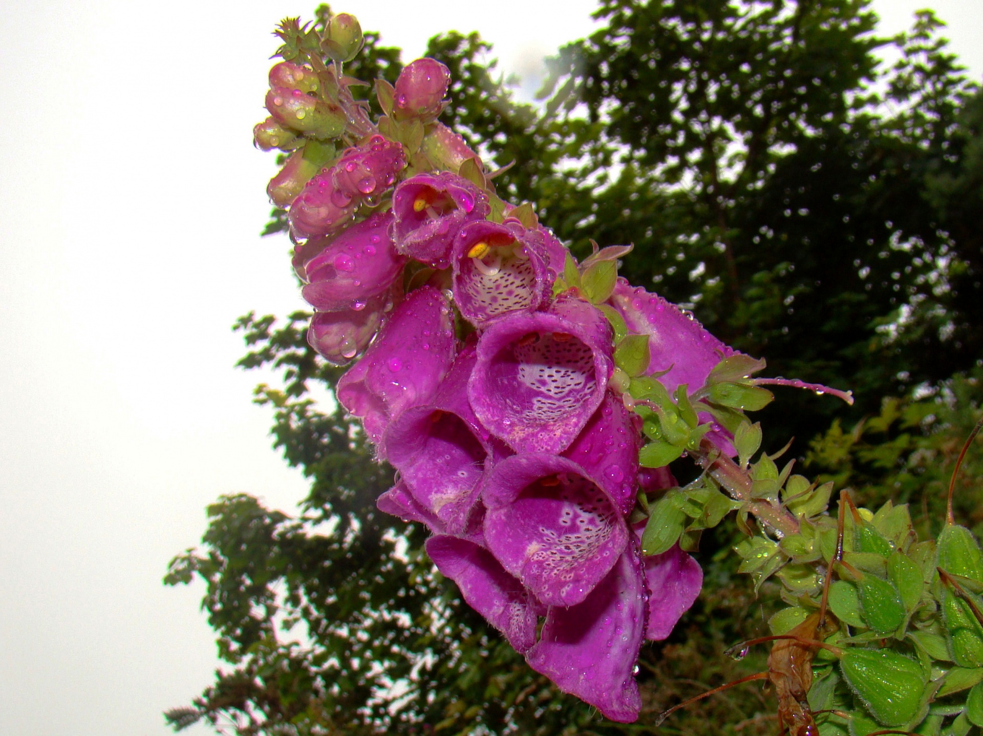 foxglove flower floral free photo