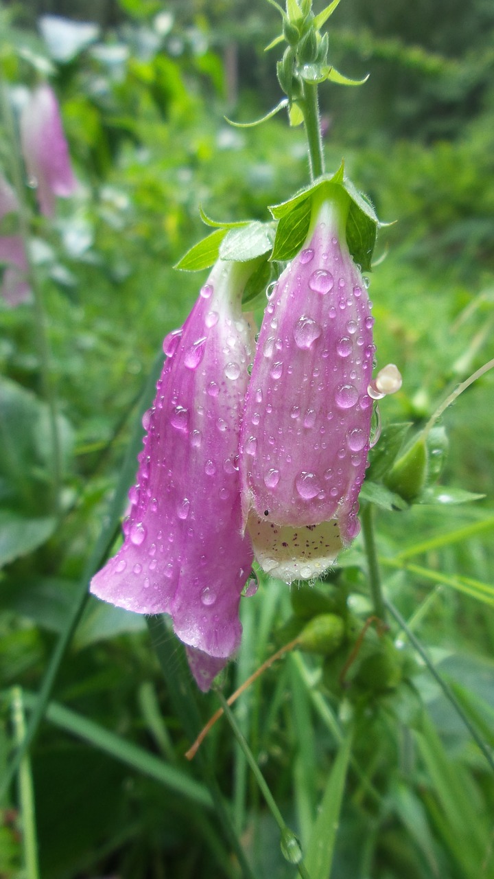 foxglove flower pink free photo