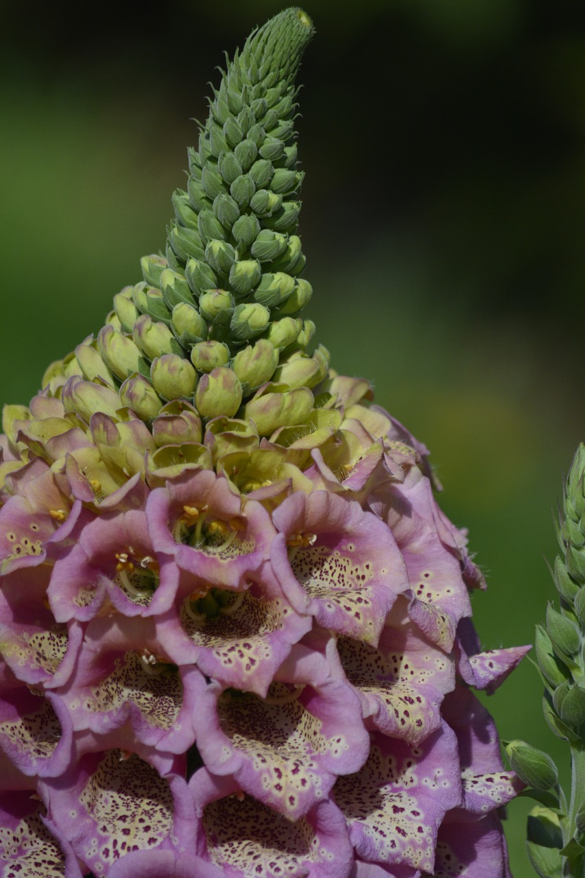 foxglove flower pink free photo