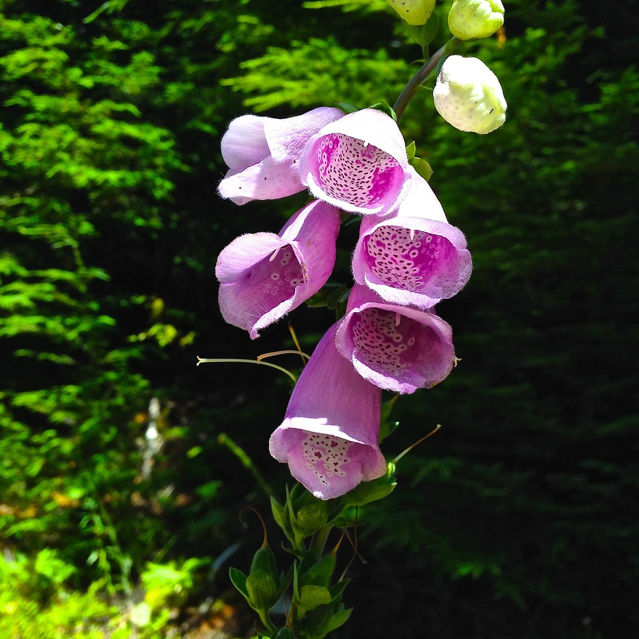 foxglove flower digitalis free photo