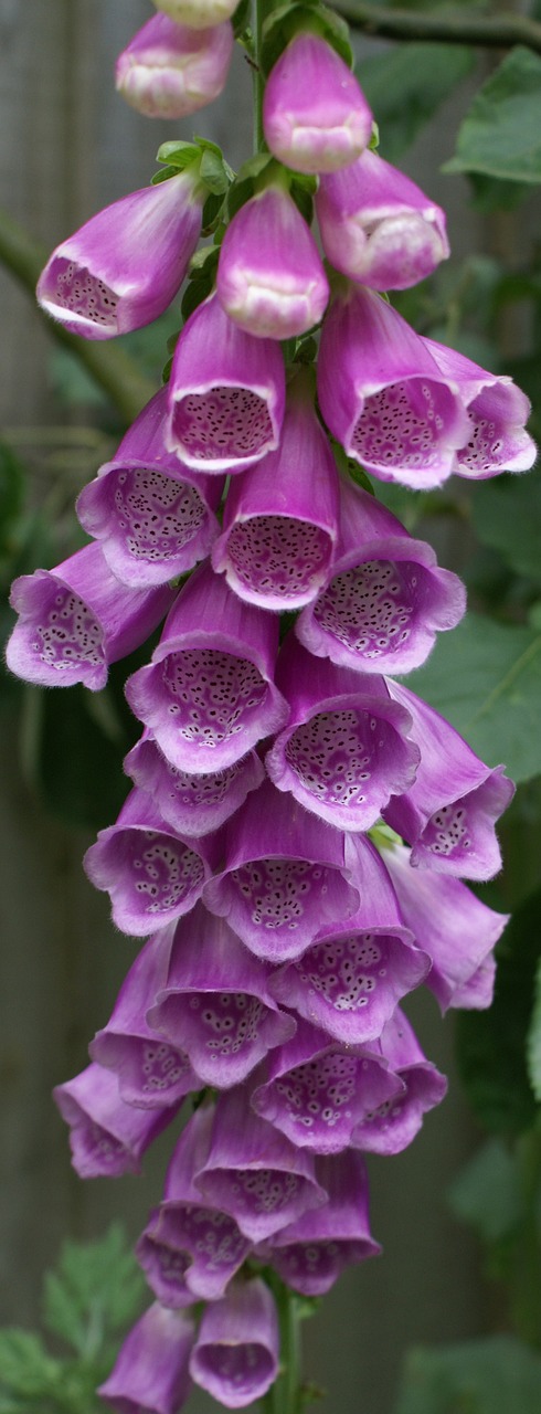 foxglove flower digitalis free photo