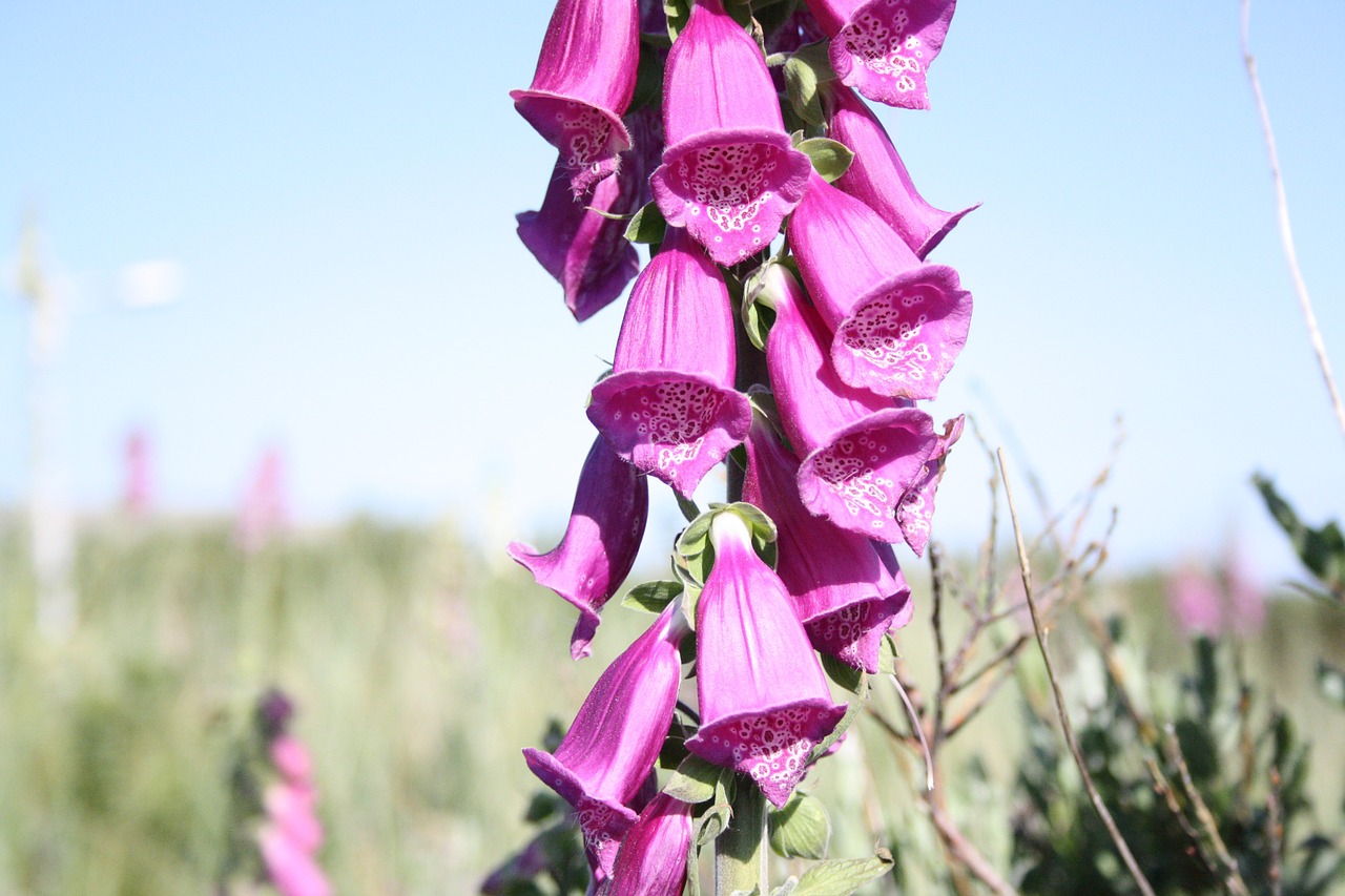 foxglove rose flower free photo