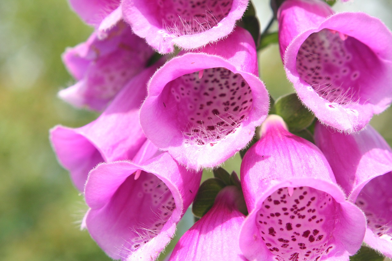 foxglove digitalis flower free photo