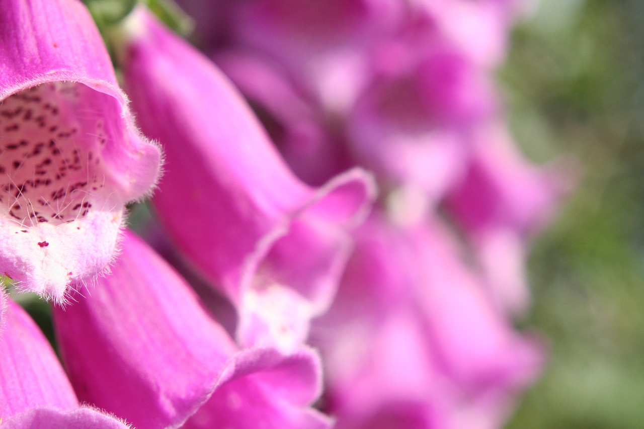 foxglove flower plant free photo