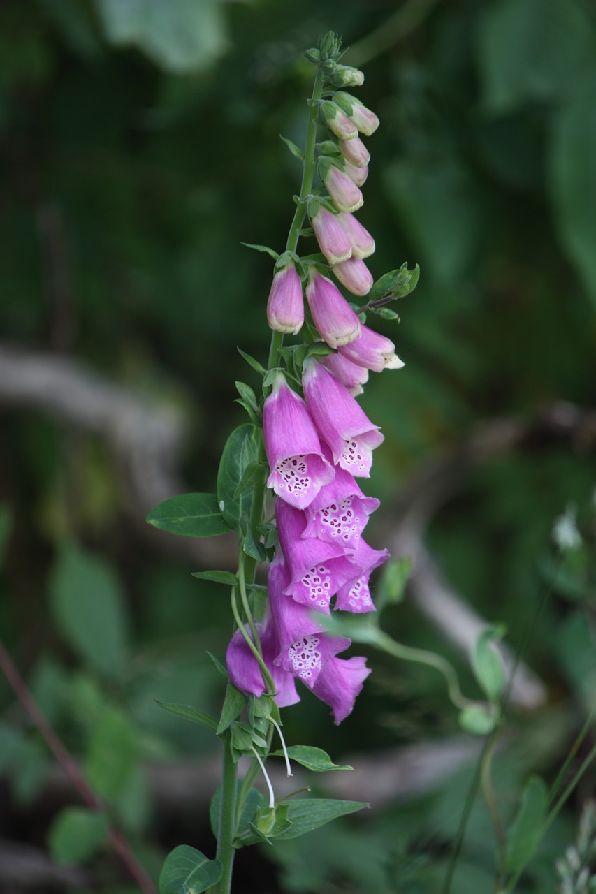 foxglove garden summer free photo