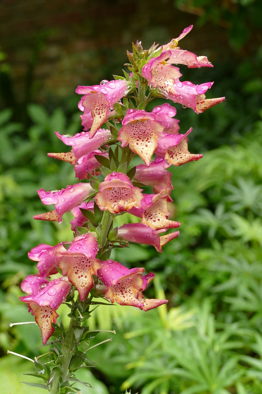 foxglove digitalis flower free photo