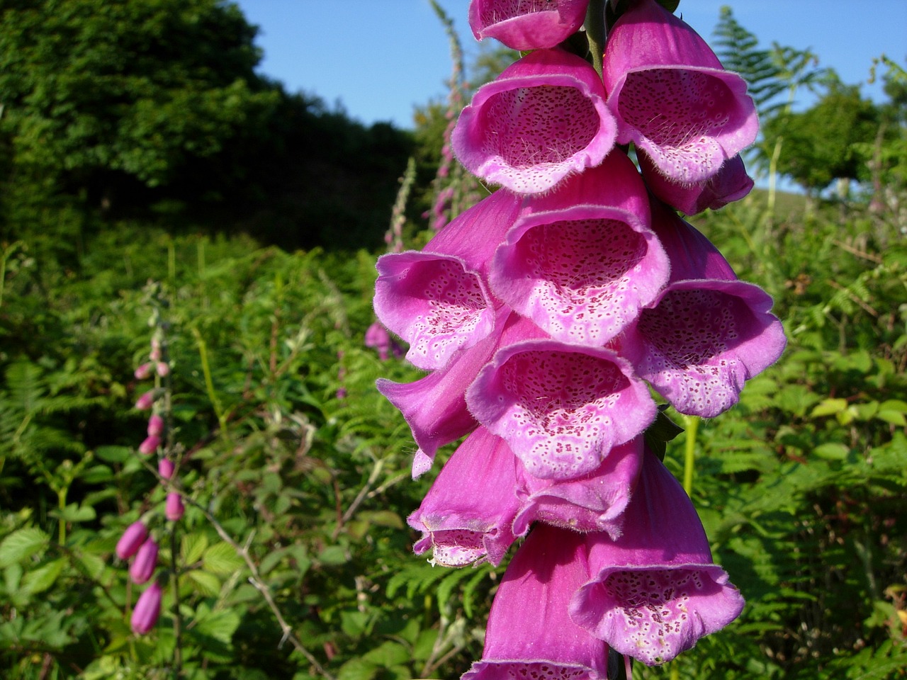 foxglove england digitalis free photo