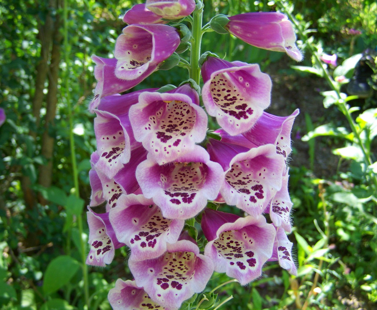 foxglove purple flower summer flower free photo