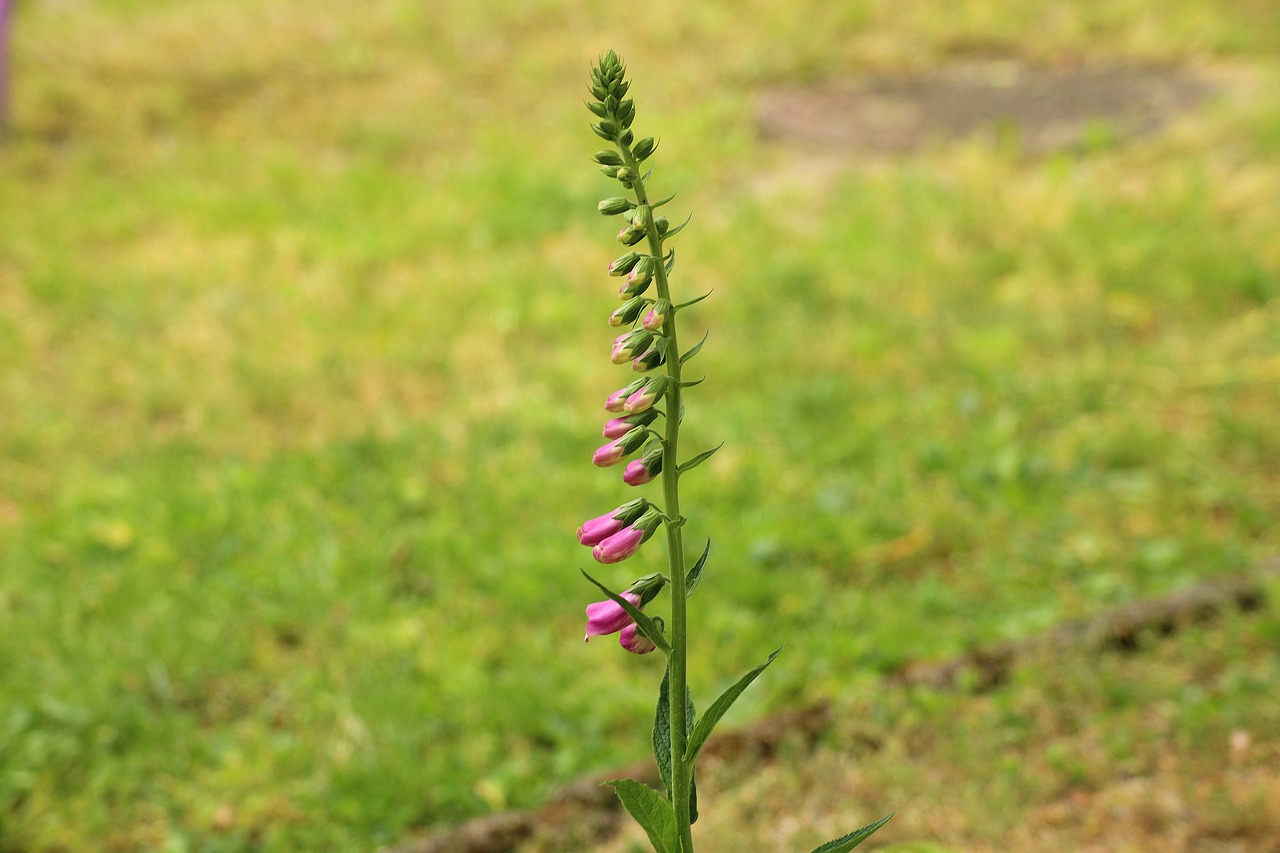 foxglove  flower  spring free photo