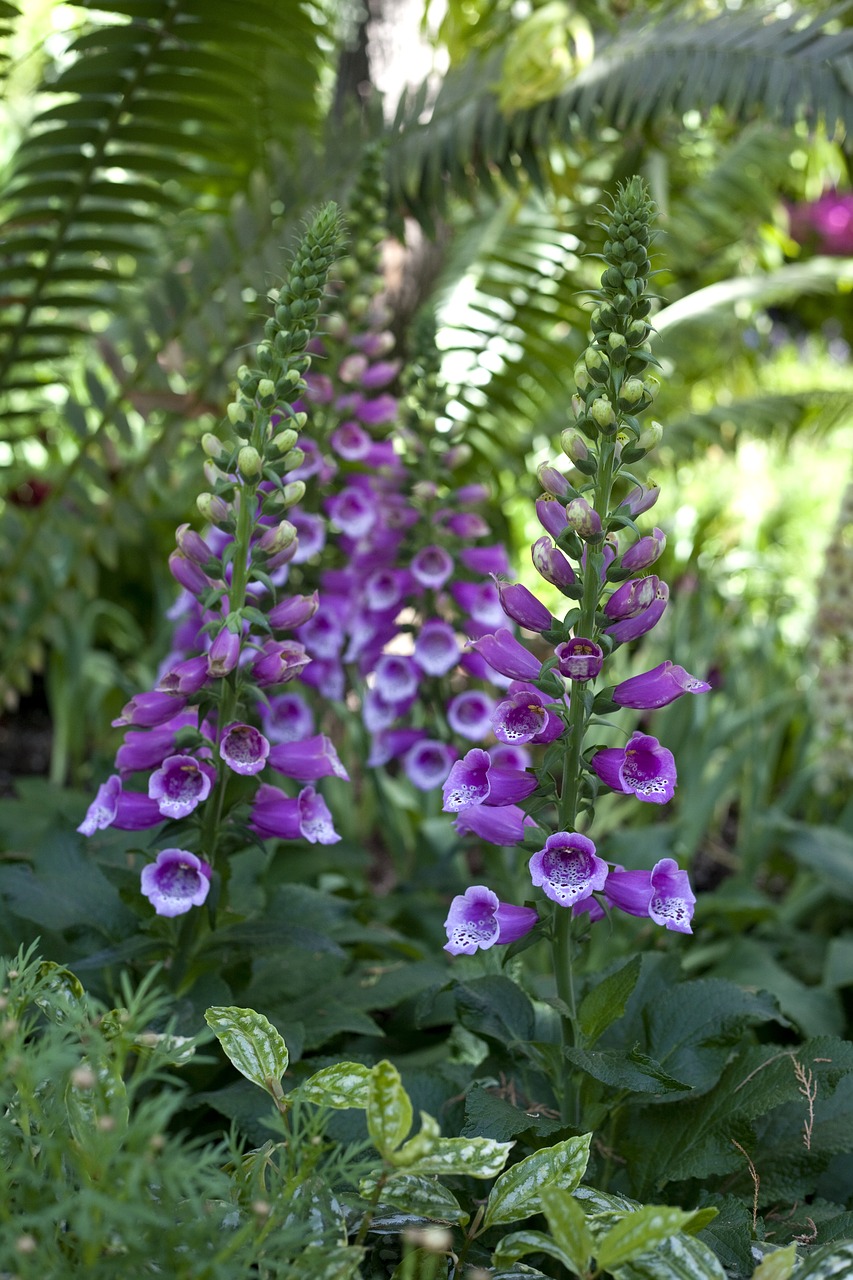 foxglove  flower  bloom free photo