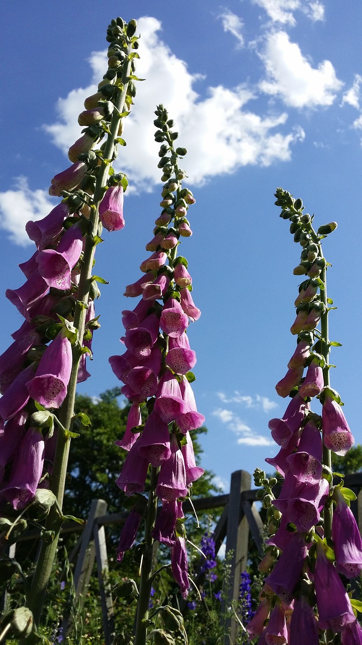 foxglove flower pink free photo