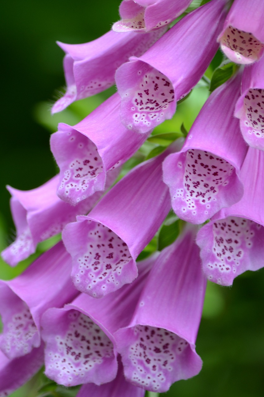 foxglove flower nature free photo