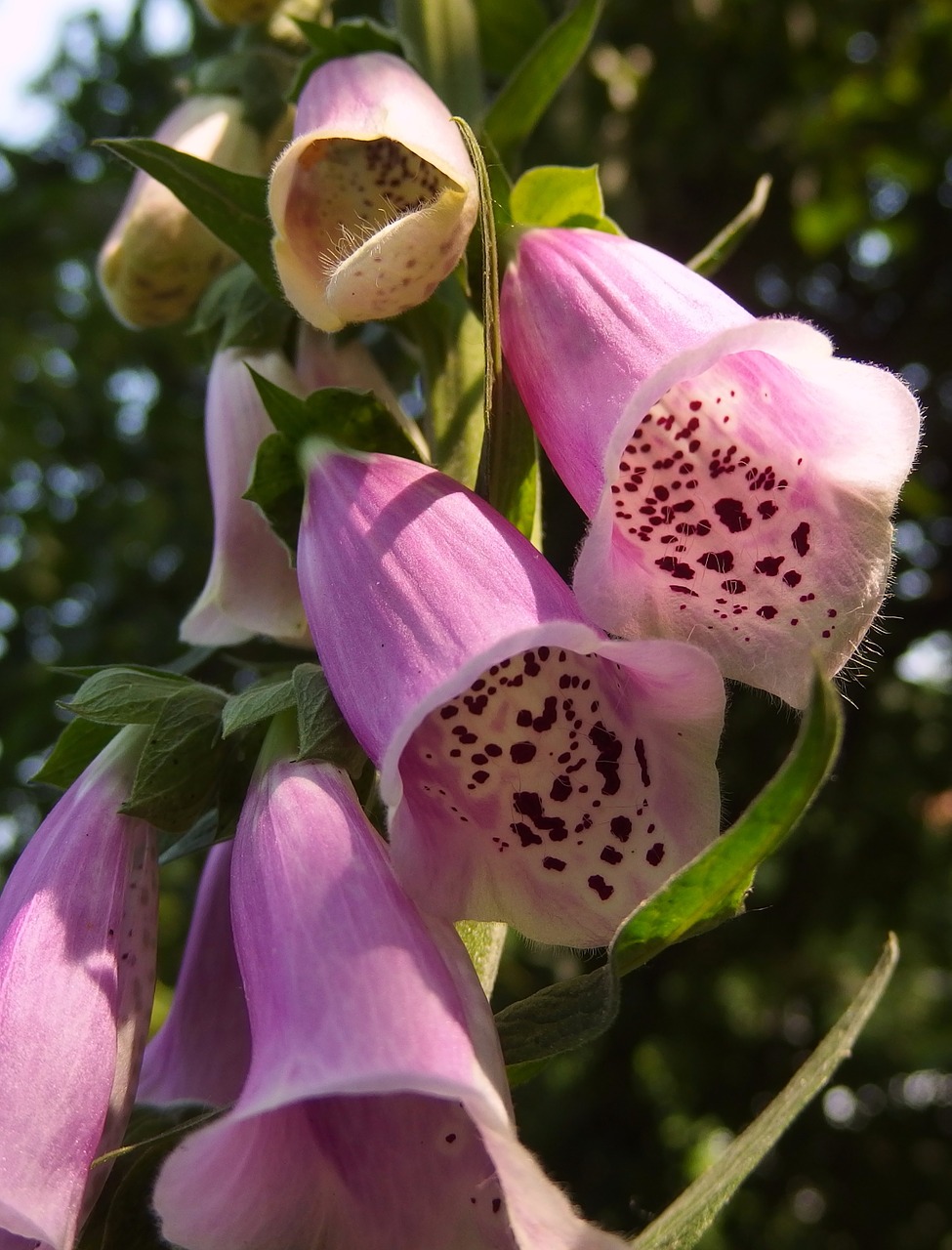 foxglove flower pink free photo