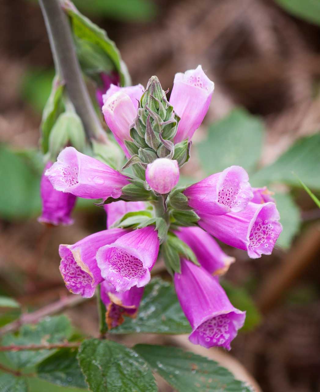 foxglove flowers pink free photo