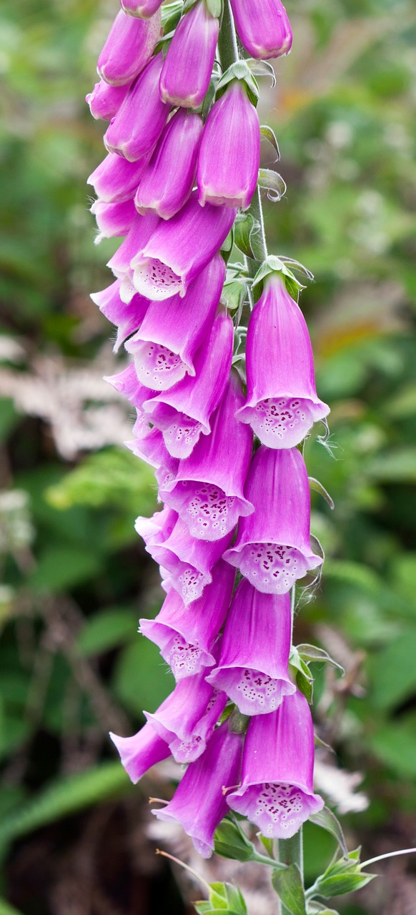 foxglove flowers purple free photo