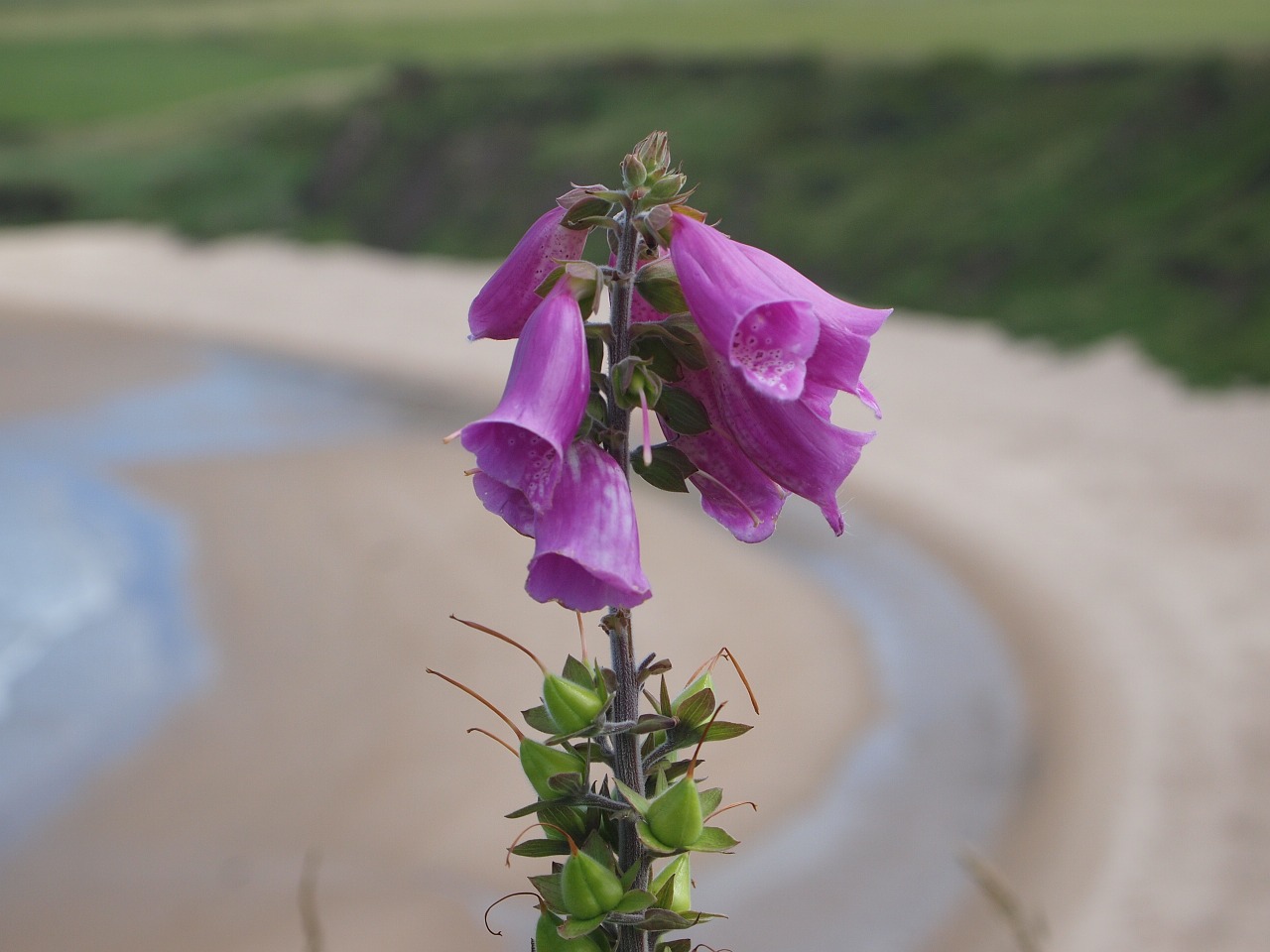 foxgloves beach coast free photo