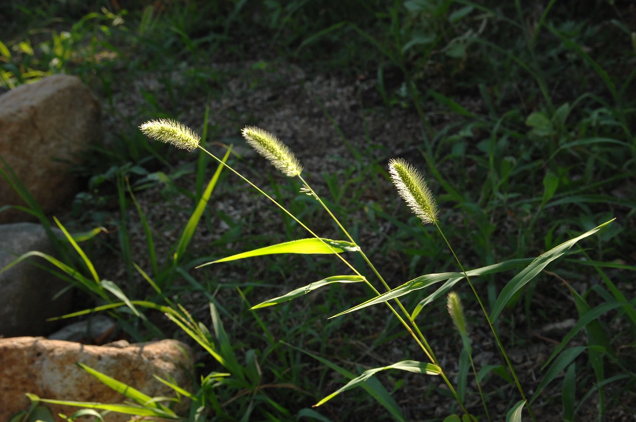 foxtail  weeds  sunshine free photo