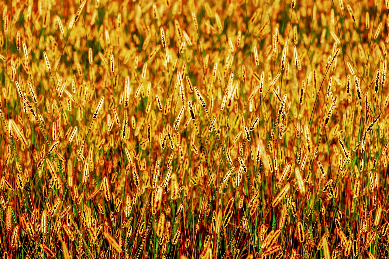 foxtail  grasses  backlighting free photo