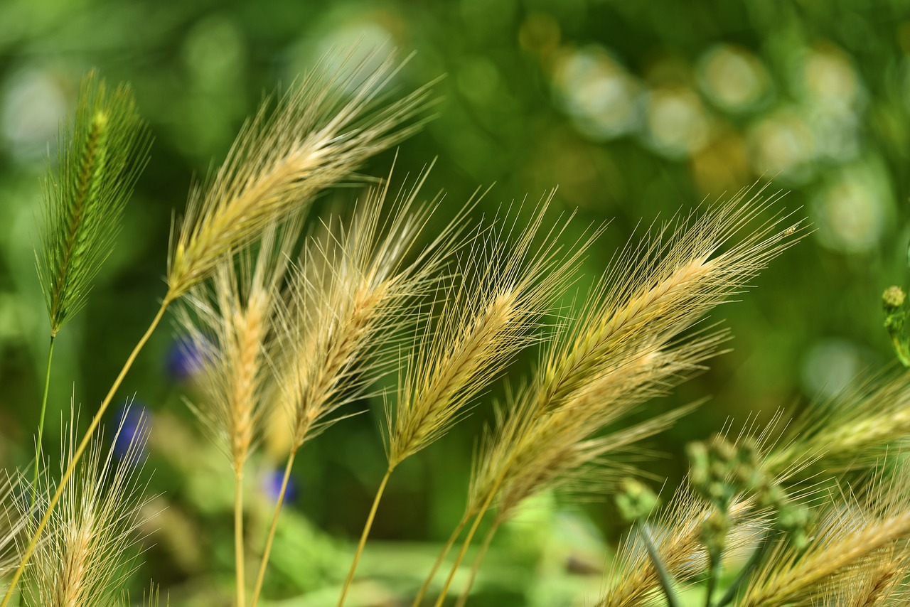 foxtail barley  grass  weed free photo