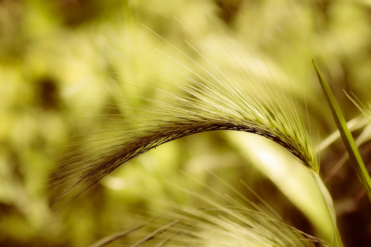 foxtail barley  plant  grass free photo