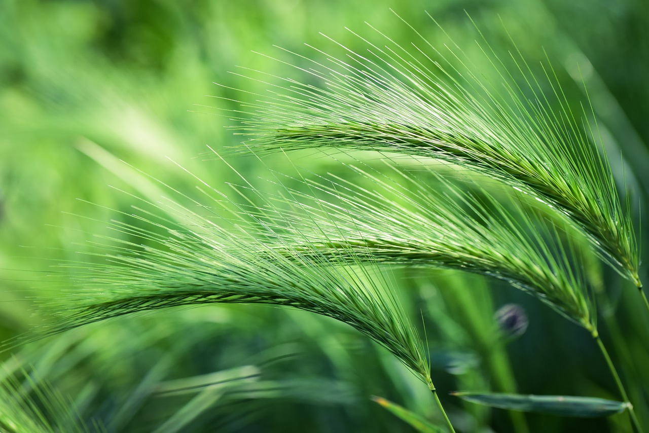 foxtail barley  plant  grass free photo