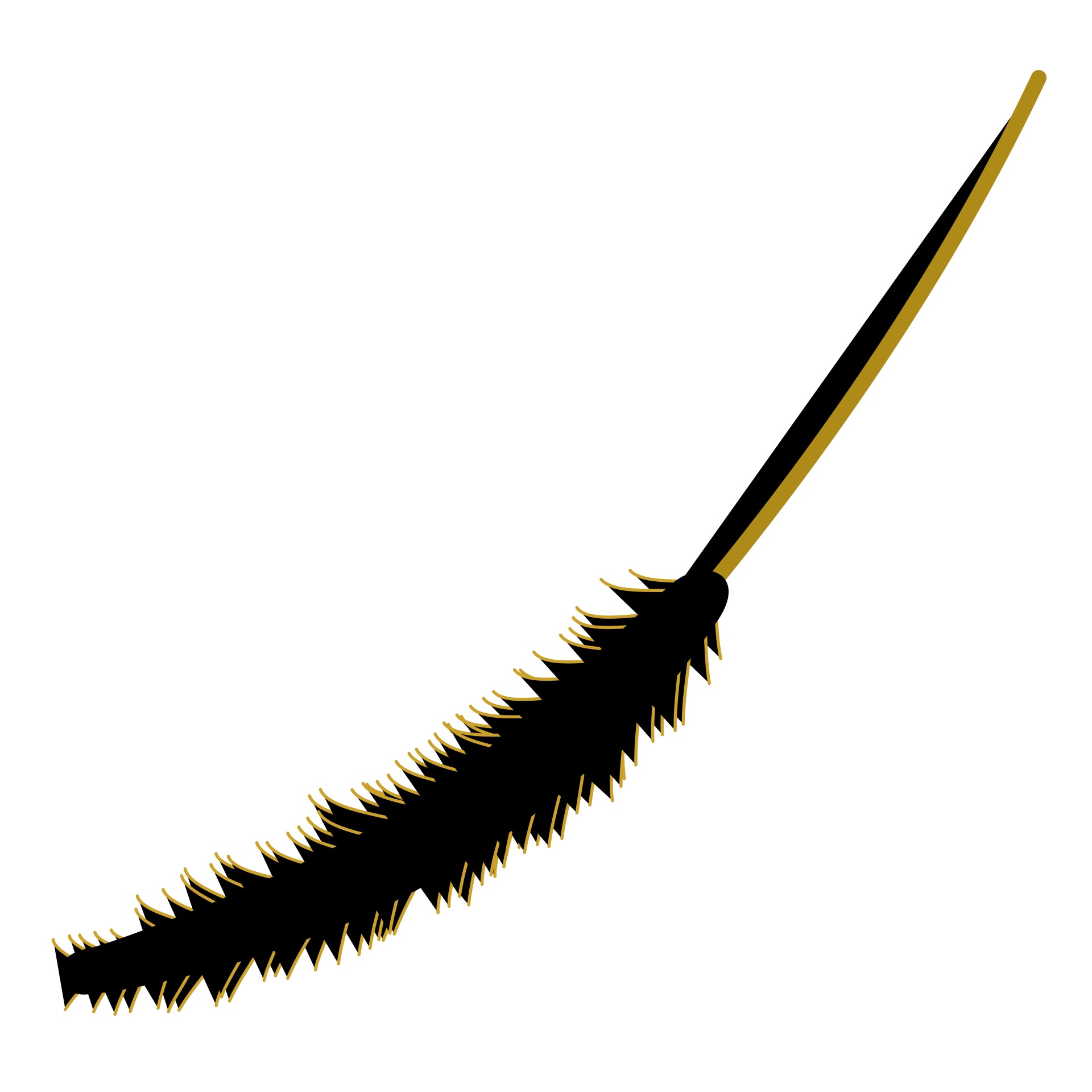 silhouette foxtail plant free photo