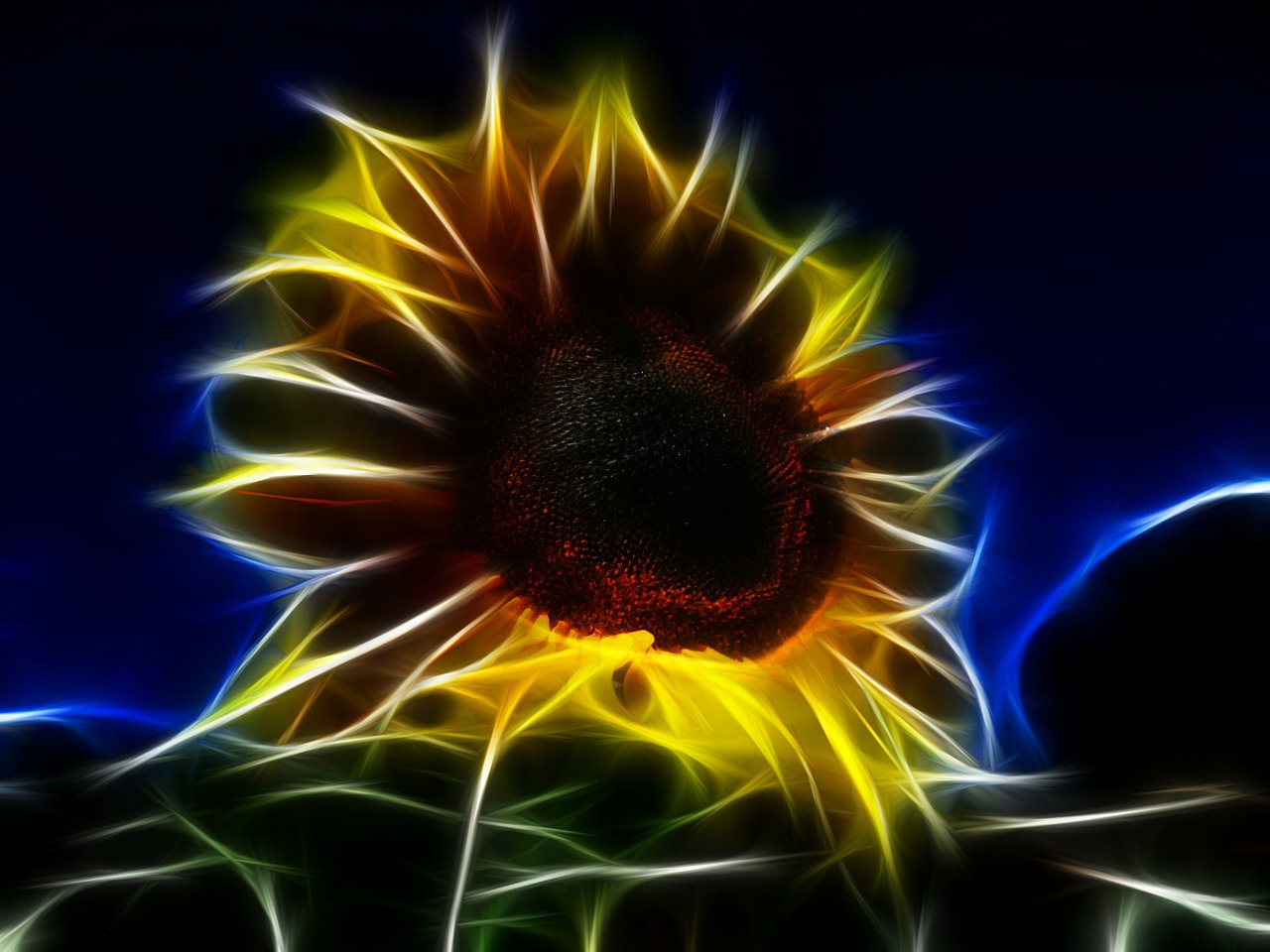 fractal sun flower helianthus annuus free photo