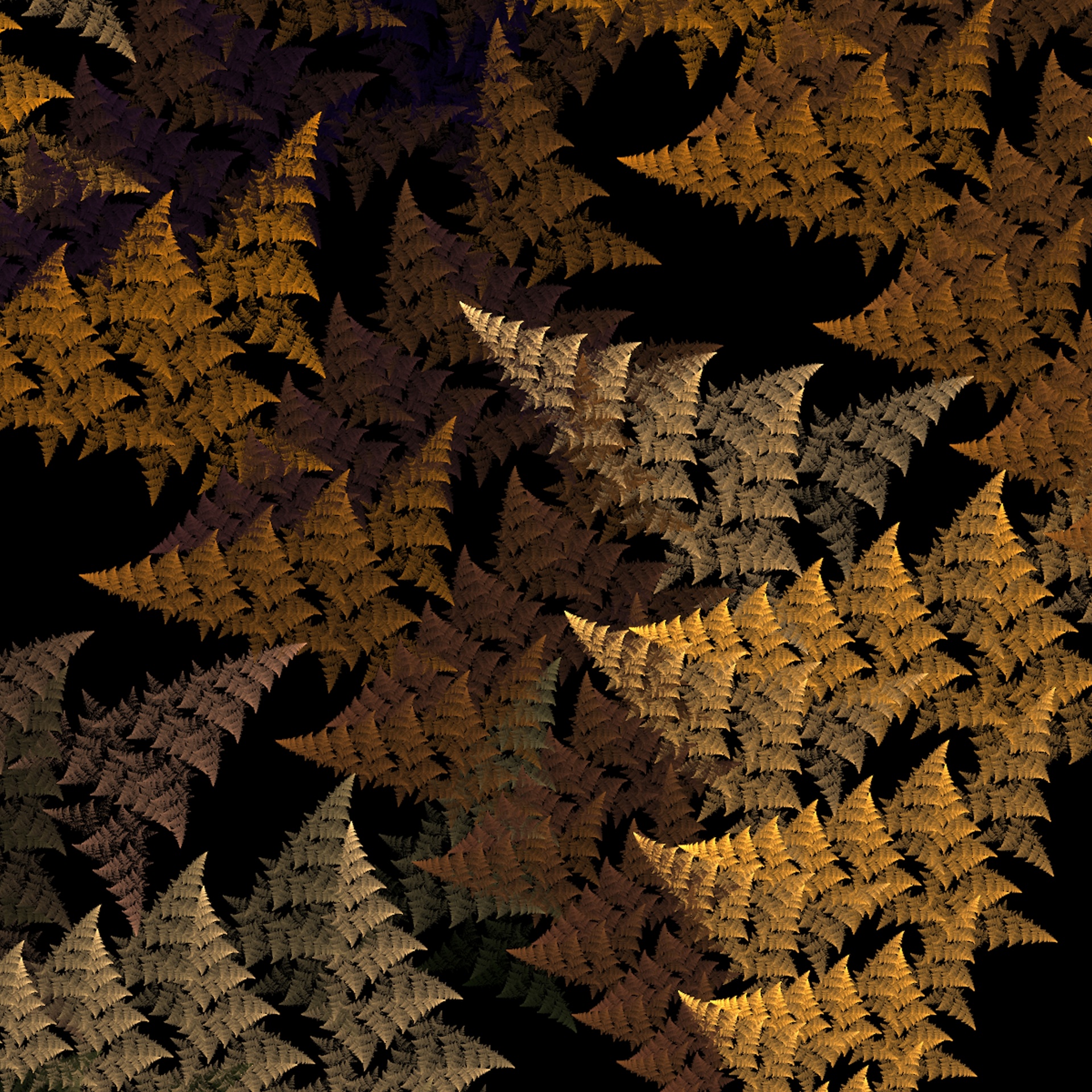 fern black abstract free photo