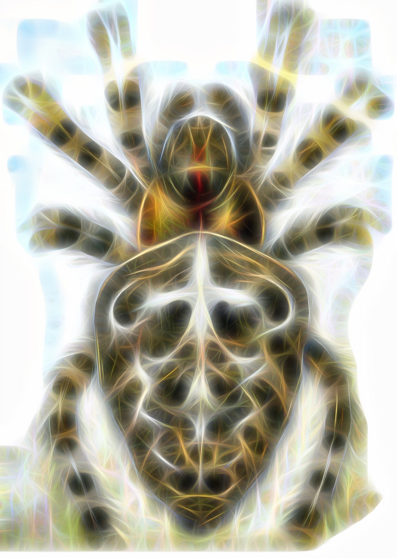 spider fractal background free photo