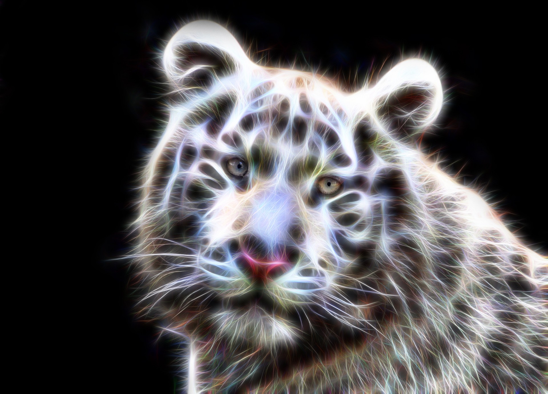 fractal wire white tiger tiger tigers free photo