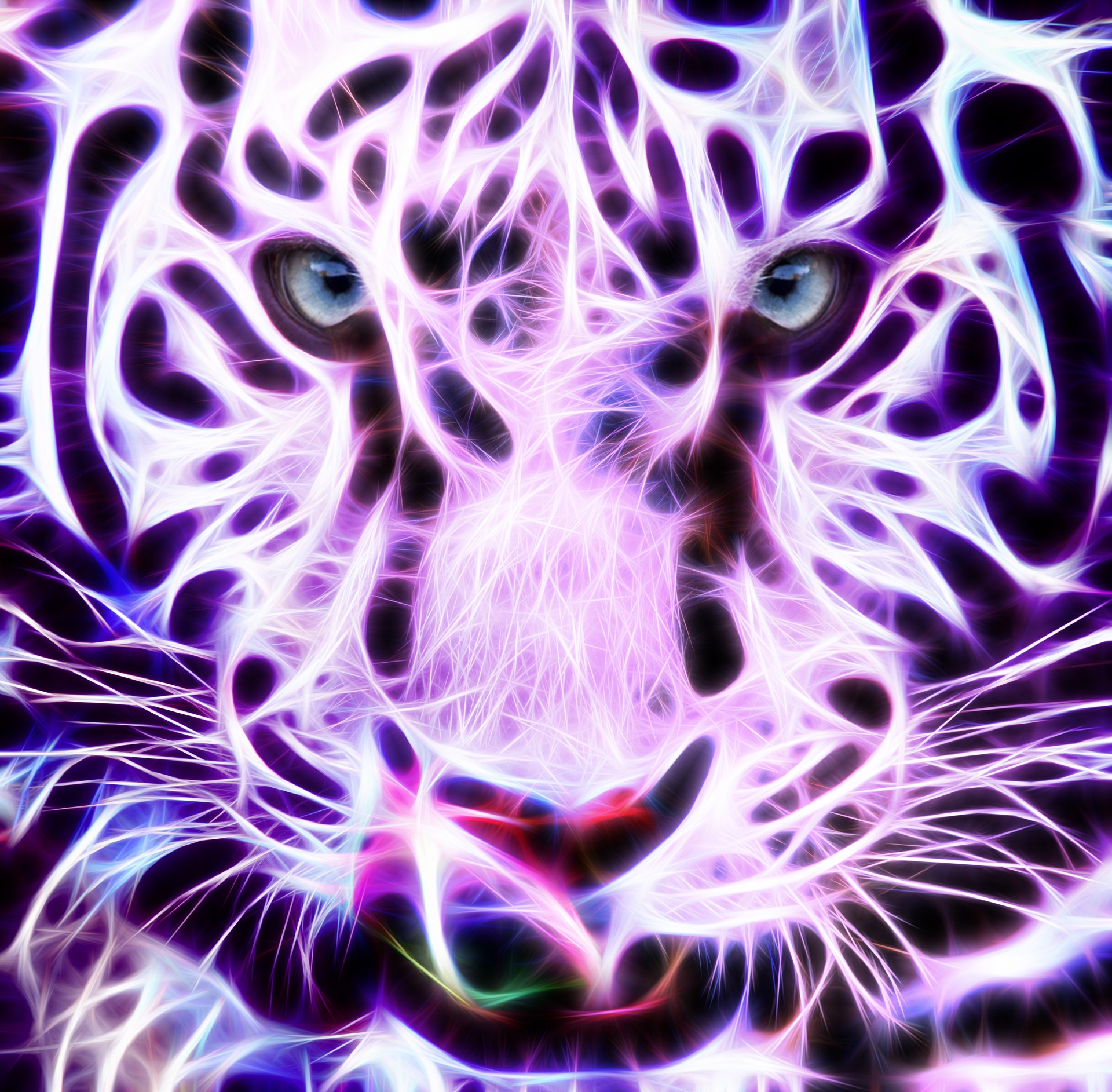 fractal wire white tiger tiger cat free photo