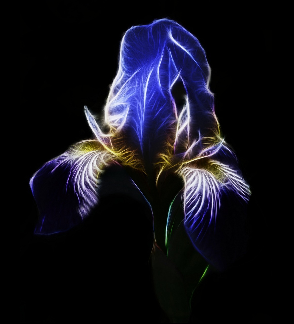 fractalius iris high beard iris free photo