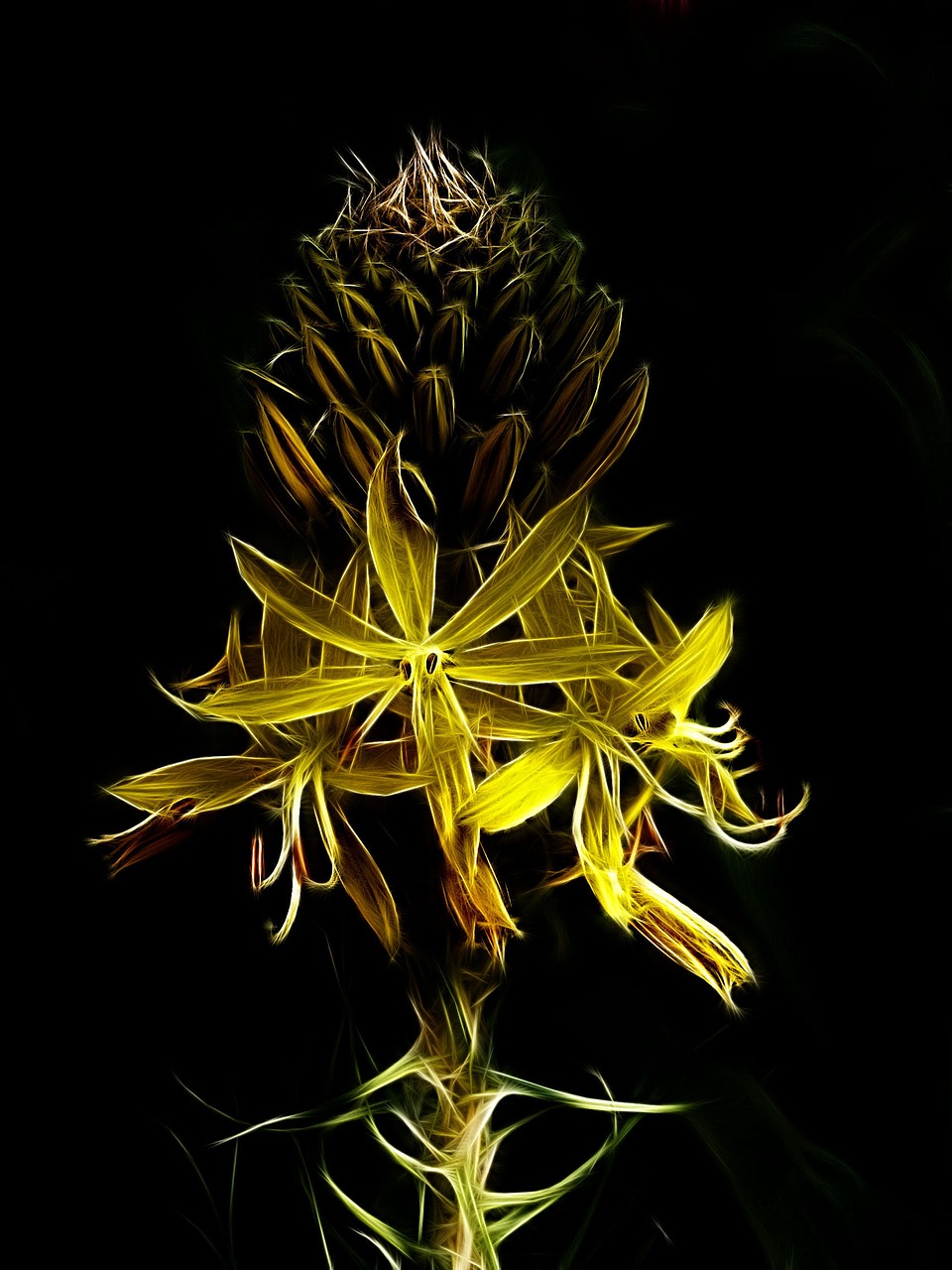 fractalius photo art junker lily free photo
