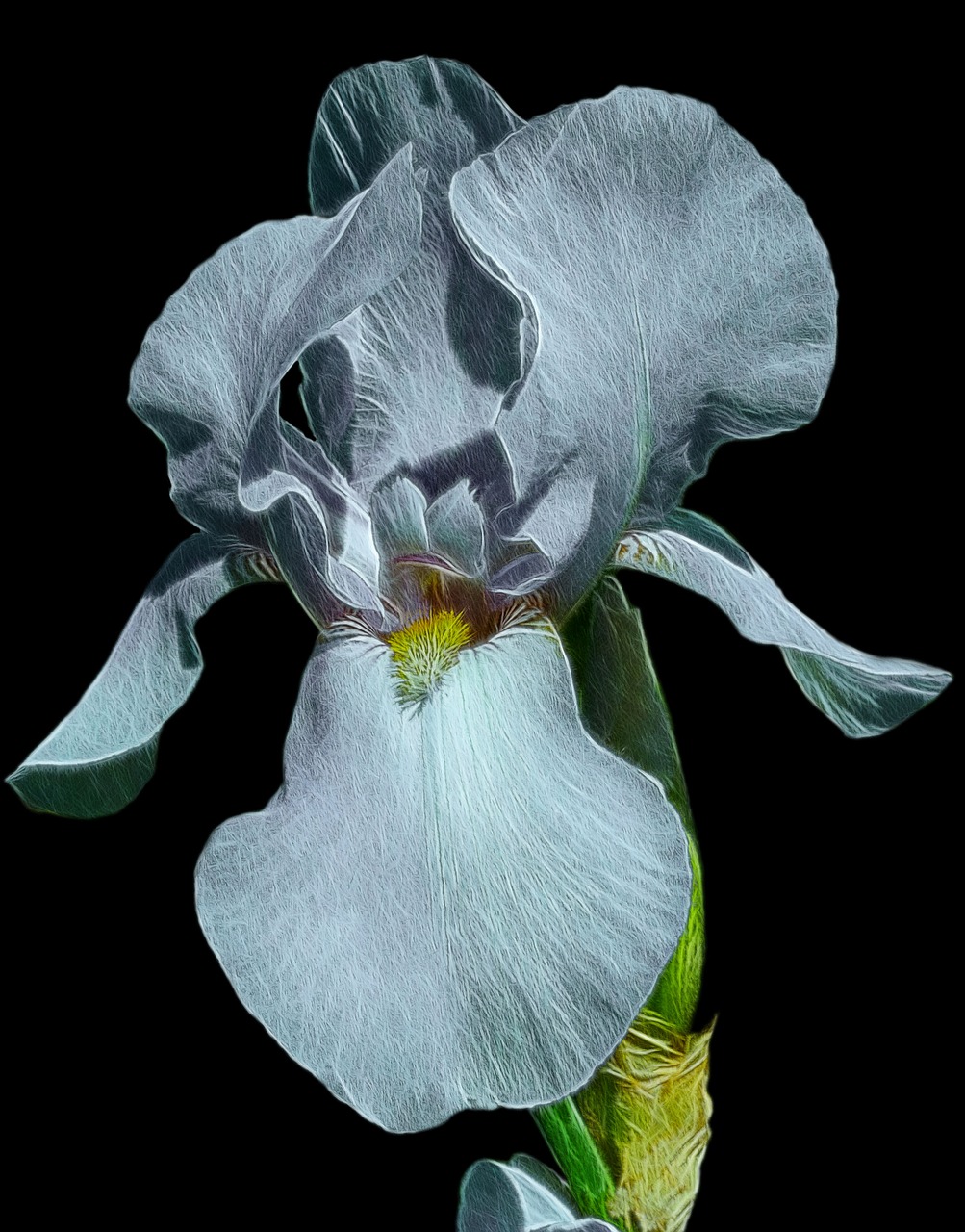 fractalius high beard iris iris free photo