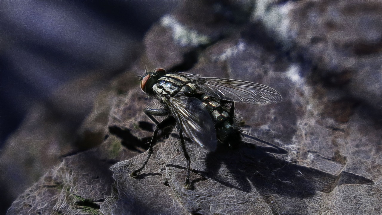 fractalius carnivore fly free photo