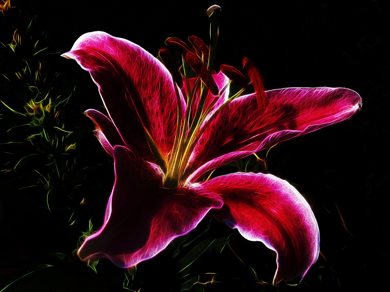 fractalius lily stargazer free photo