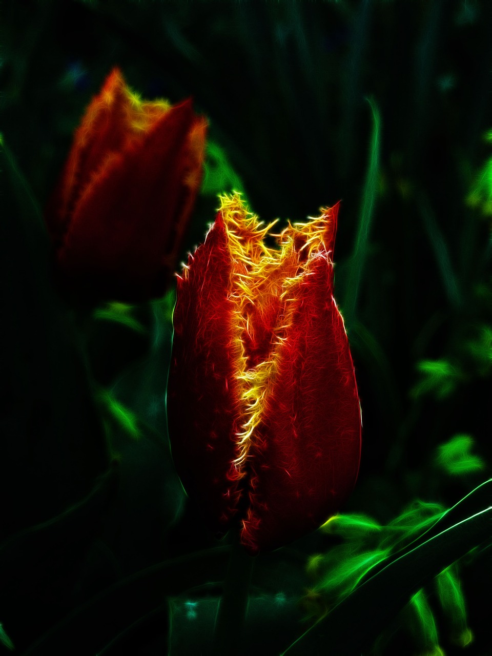 fractalius  tulip  fringed tulip free photo